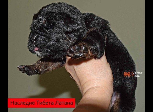 Щенки от пары Брайн х Ютера